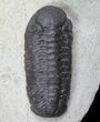 Spiny Cyphaspis & Austerops Trilobite Association #69749-2